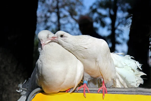 他の白鳩の世話をする つの白い鳩 — ストック写真