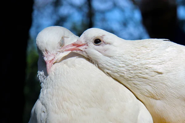 Una Paloma Blanca Cuida Otra Paloma Blanca —  Fotos de Stock