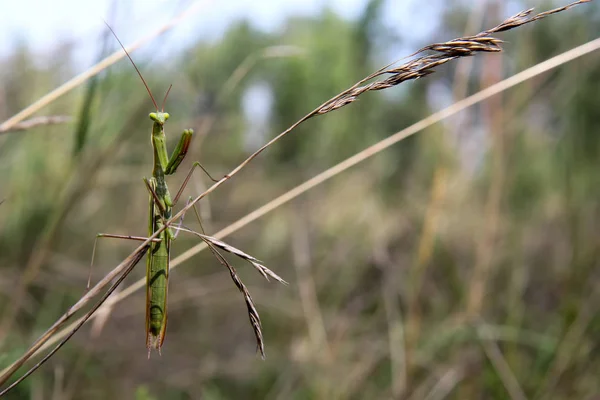 マクロ撮影 草の乾燥翼に緑のバッタ — ストック写真