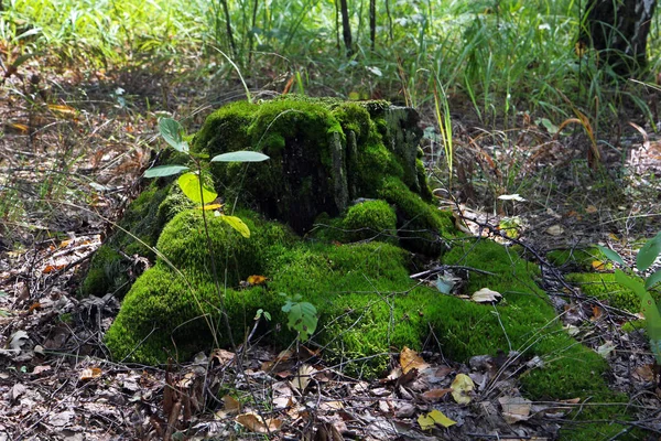 Ein Mit Hellgrünem Moos Bedeckter Baumstumpf Zwischen Trockenem Laub Und — Stockfoto