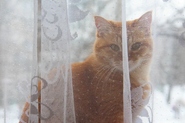 Ginger Cat Stands Window Curtain Looks Lens — Stock Photo, Image