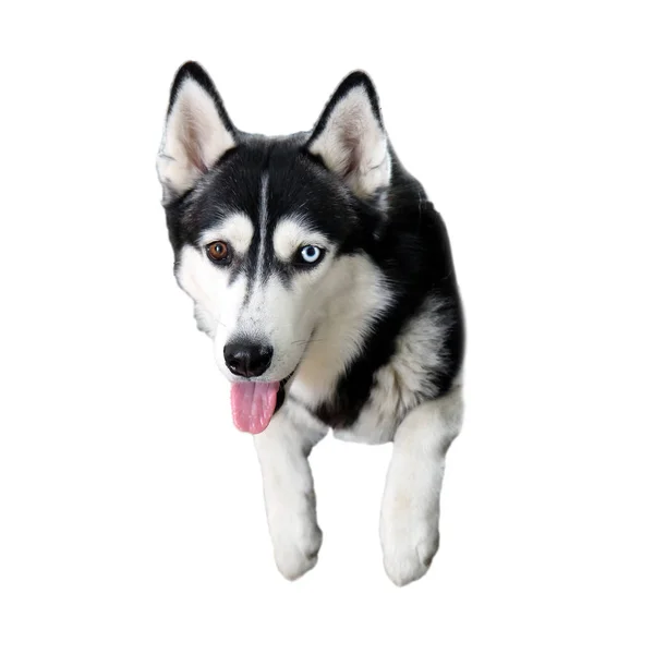 Husky Various Eye Color Blue Brown Isolate White Background — Stock Photo, Image