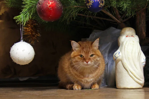Imbir Kot Siedzi Nowy Rok Choinkę Obok Biała Postać Świętego — Zdjęcie stockowe