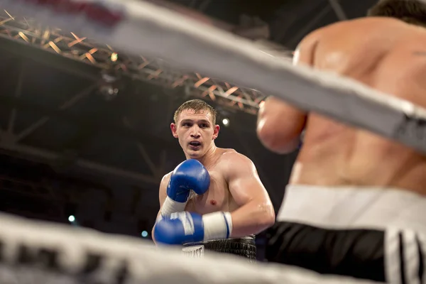 ブロヴァルィー ウクライナ 2015 プロのボクサーでボクシングのリングでボクシングの試合中にボクシング グローブ — ストック写真