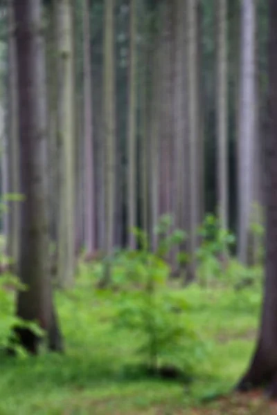 Suddig Bakgrund Skogen Tät Grön — Stockfoto