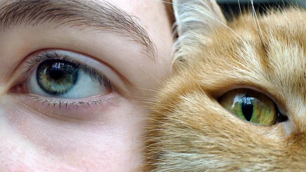gray-green human eye and yellow-green eye of a red cat close-up