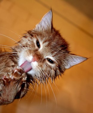 Islak zencefil kedi pençe banyo sonra yalama