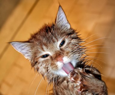 ıslak bir zencefil kedi pençe banyo sonra yalıyor. Yakın çekim