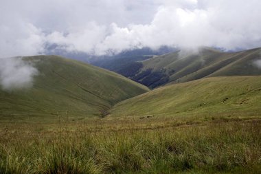 Hangi atlar otlatma dağlardaki görüntülemek