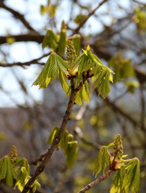 Mikroplar ağaca Aesculus At kestanesi 