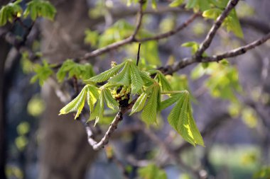 Genç At kestanesi ağaç Aesculus yaprak. 
