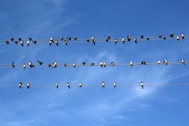 Çok fazla kuş gökyüzü arka plan üzerinde teller üzerinde oturuyor