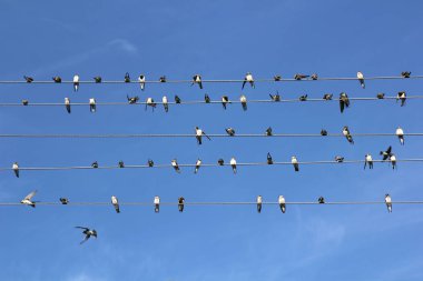 Çok fazla kuş gökyüzü arka plan üzerinde teller üzerinde oturuyor