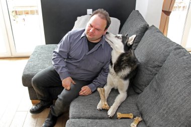 Bir adam evde kanepede Husky yüzüne kulağına bükülmüş