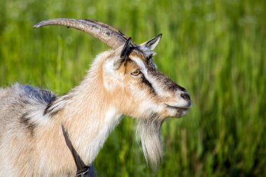 keçi Yeşil Mera üzerinde grazes