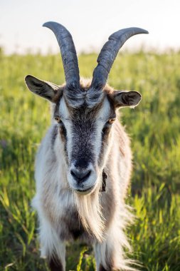 keçi Yeşil Mera üzerinde grazes