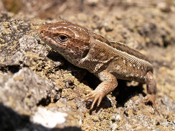 Lagarto Gris Que Sienta Una Piedra Primer Plano — Foto de Stock