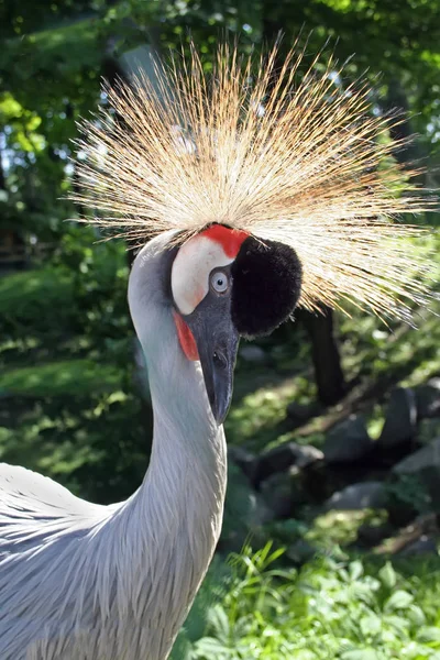 Crowned Crane Lit Sunlight Green Background Sunny Day — Stock Photo, Image