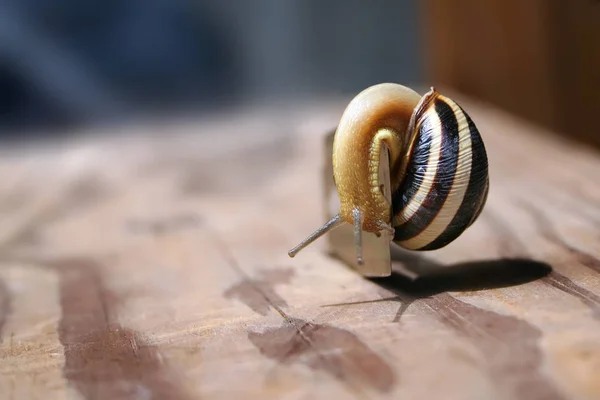 Snail Sharp Razor Blades Wooden Surface — Stock Photo, Image