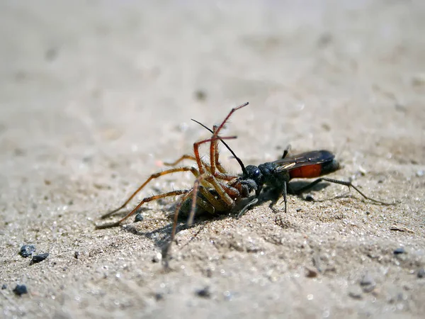 Осы Семейства Pompilidae Парализуют Паука Носителя Кормления Личинки — стоковое фото