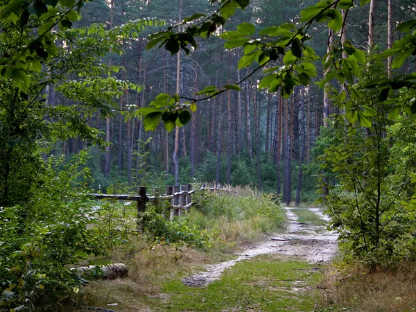 Trampad Väg Och Ett Litet Staket Skogen Skogslandskap Sommardag — Stockfoto