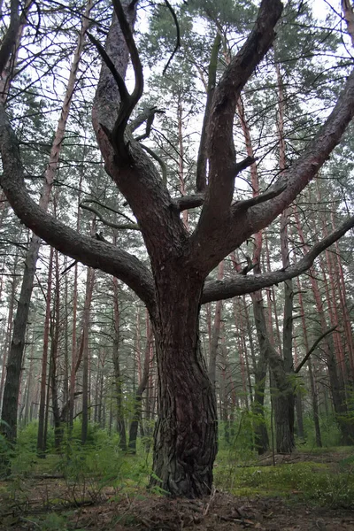 Trädstam Med Förgrening Skogen — Stockfoto