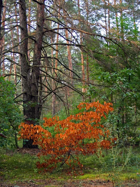 Helder Oranje Bush Een Achtergrond Van Groen Gebladerte Het Bos — Stockfoto