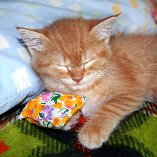 Küçük Zencefil Kedi Kapalı Küçük Bir Yastık Ile Yalan Söylüyor — Stok fotoğraf