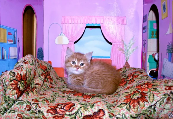 Little Kitten Lying Small Toy House — Stock Photo, Image