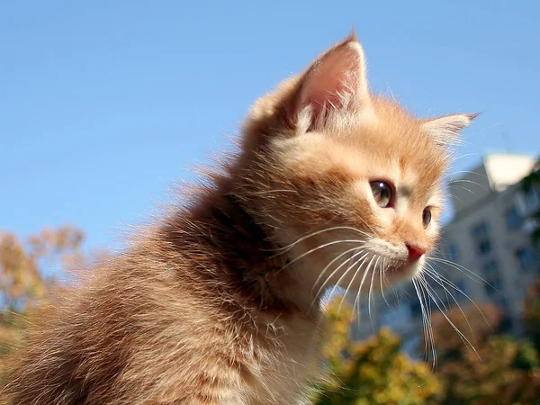 Komik Zencefil Yavru Kedi Mesafe Içine Bakıyor — Stok fotoğraf