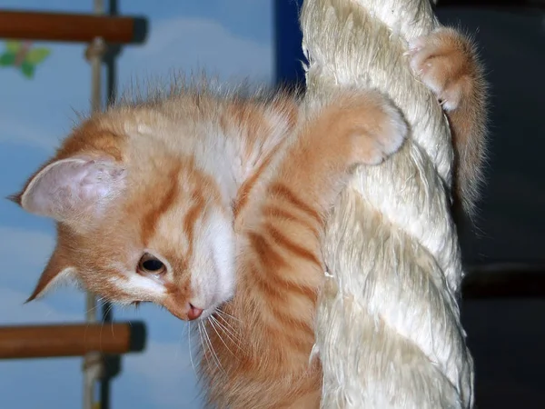 Zencefil Yavru Kedi Bir Üzerinde Asılı Aşağı Bakıyor — Stok fotoğraf