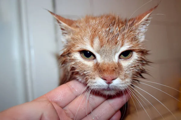 Den Mänskliga Handen Håller Nosen Våta Grönögda Ingefära Katten Närbild — Stockfoto