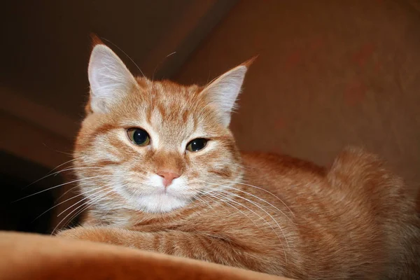 Portret Puszysty Kot Imbir Leżąc Kanapie Pomarańczowy Szczelnie Góry — Zdjęcie stockowe