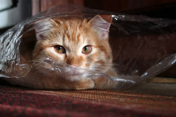 Kot Domowy Imbir Patrząc Pakietu Szczelnie Góry — Zdjęcie stockowe