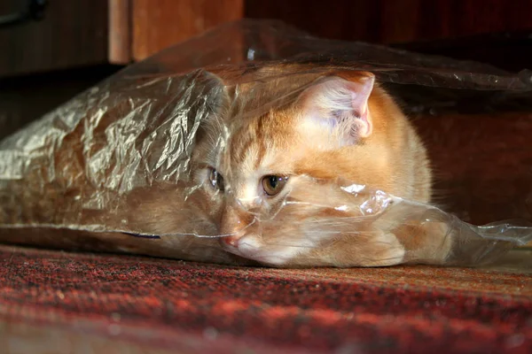 Ginger Gato Doméstico Está Pacote Olhando Para Longe Lente Close — Fotografia de Stock