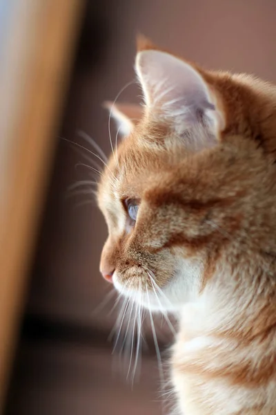 Muzzle Fluffy Red Cat Profile — Stock Photo, Image