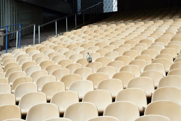 Rows White Empty Chairs Fans Auditorium Dove Sits Back Chair — Stock Photo, Image