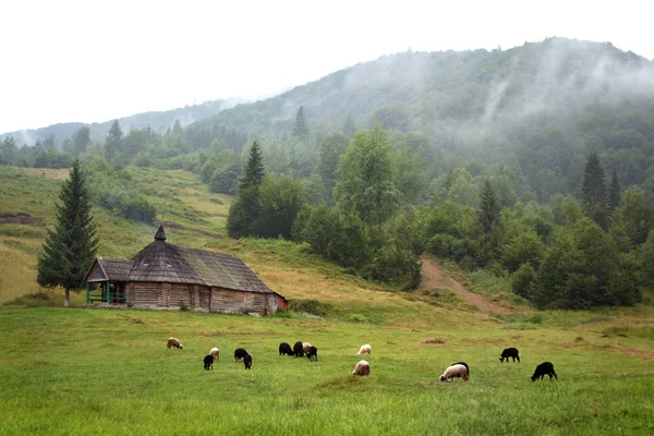 Sheep Graze Pasture Mountains Carpathians — Stock Photo, Image