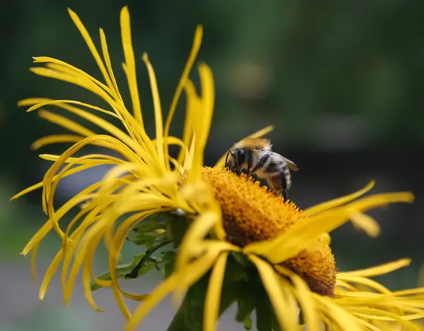 Bee Verzamelt Stuifmeel Felgele Bloem — Stockfoto