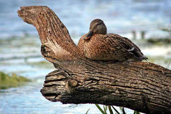 Eine Ente Liegt Auf Dem Dicken Ast Des Baumes Wasser — Stockfoto