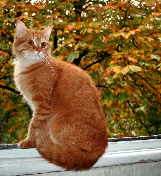 Gato Rojo Está Sentado Alféizar Ventana Sobre Fondo Hojas Otoño — Foto de Stock