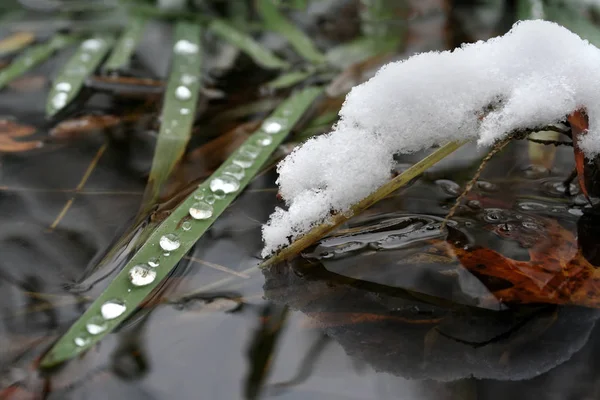 Folhagem Coberta Neve Gotas Orvalho Close — Fotografia de Stock