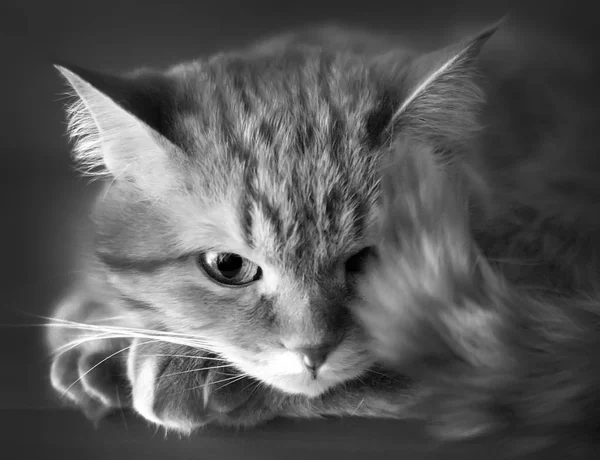 Focinho Gato Peludo Doméstico Foto Está Preto Branco — Fotografia de Stock