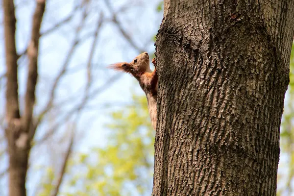 Esquilo Está Tronco Árvore — Fotografia de Stock