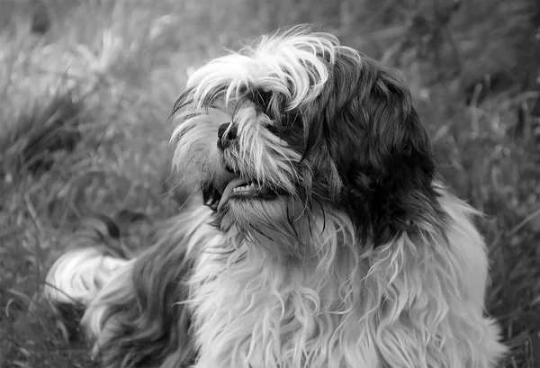 Zotteliger Hund Auf Dem Gras Schwarz Weiß Foto — Stockfoto