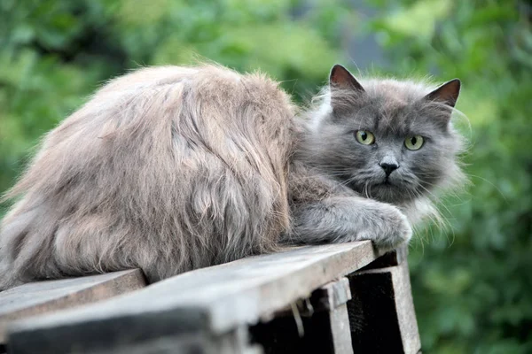 Сельская Пушистая Серая Кошка Лежит Деревянной Поверхности — стоковое фото