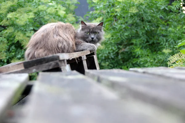 Landsbygdens Mycket Fluffig Grå Katt Liggande Träytan — Stockfoto