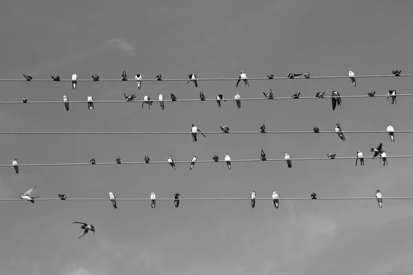 Muitos Pássaros Estão Sentados Fios Fundo Céu Imagem Preto Branco — Fotografia de Stock