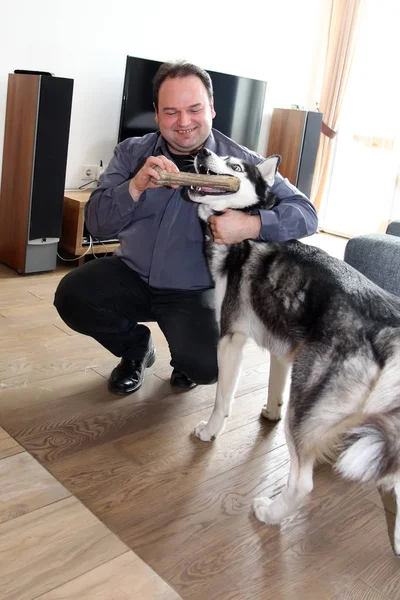 Homme Joue Avec Husky Maison Prenant Bâton Bouche — Photo