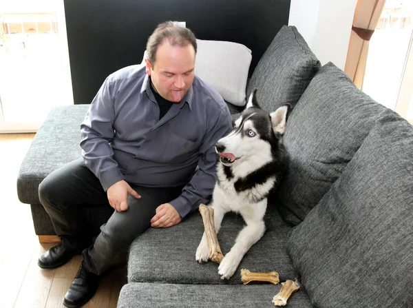 Bir Adam Kanepede Bir Husky Ile Oynuyor Onun Dilini Gösterir — Stok fotoğraf